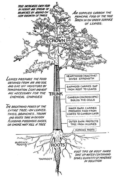 Dig a little deeper to really understand your trees.: Know a Tree's Parts Identify Trees, Parts Of A Tree, Girl Scouts Cadettes, Tree Structure, Tree Id, Nature Education, Tree Identification, Tree Study, Nature School