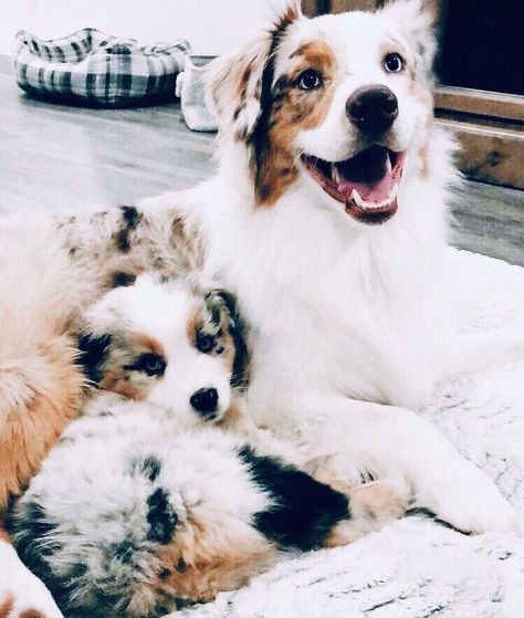 Sooooo adoreble...............🐾😍❤️❣️‼️ uploaded by Mone🐾💄🧜‍♀️ Cutee Animals, Aussie Dogs, Super Cute Puppies, Really Cute Dogs, Baby Animals Pictures, Cute Dog Pictures, Cute Little Puppies