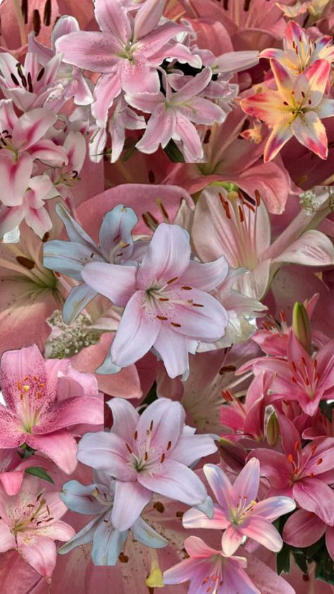 Pink Lilies Wallpaper, Lilly Flowers Wallpaper, Light Pink Flowers Wallpaper, Lily Flower Wallpaper, Macbook Background Desktop Wallpapers, Iphone Wallpaper Planets, Pink Floral Wallpaper, Pink Flowers Wallpaper, Boquette Flowers