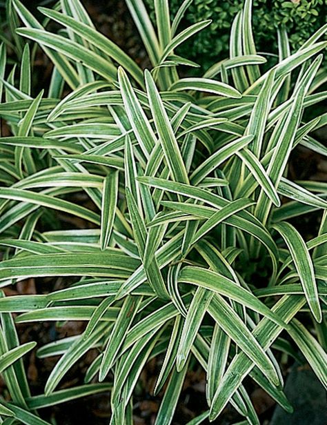 Liriope, Silvery Sunproof Plant Library, The Tools, Shade Garden, Green Thumb, Tools, Plants, Green, White, Shaded Garden