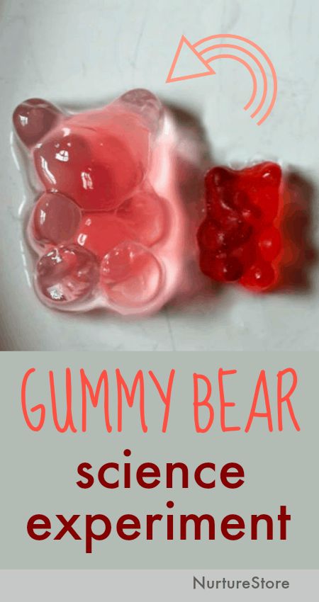 Let’s use gummy bears for a sweet science experiment and learn how osmosis works.     Growing gummy bears science experiment to show osmosis In this simple science experiment using candy, we’re using gummy bears to show osmosis. This gummy bear science lesson: :: introduces children to the scientific method :: invites them to make […] Gummy Bear Science Experiment, Gummy Bear Experiment, Candy Science Experiments, Science Experiments Kids Elementary, Candy Science, Experiments For Preschoolers, Science Experience, Science Experiment For Kids, Experiment For Kids