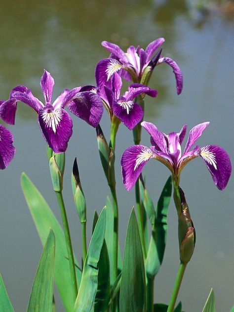 Best Outdoor Plants, Water Iris, Bog Plants, Lotus Flower Pictures, Bog Garden, Flower Close Up, Blue And Purple Flowers, Pond Plants, Beautiful Water