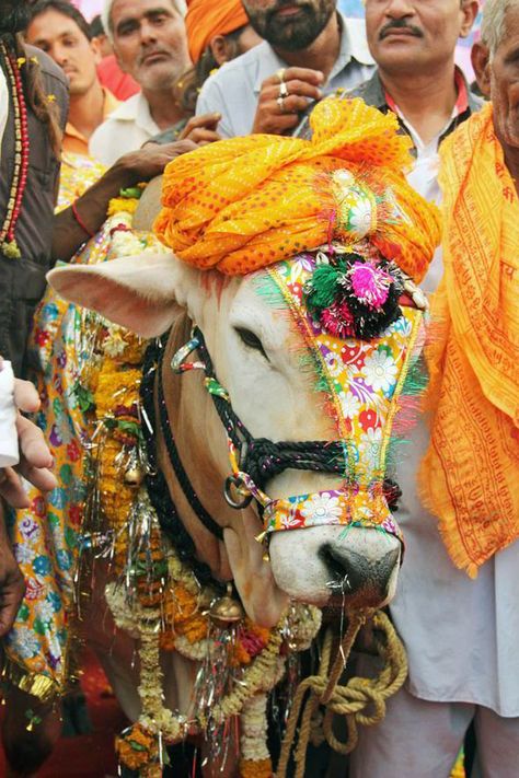 Sacred Cow, Indian Animals, Cow Tattoo, Cow Cat, Photo Exhibit, Bull Cow, Hindu Culture, Cow Pictures, Bull Riding