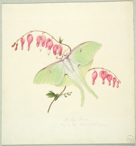 Luna Moth on a Bleeding Heart | Harvard Art Museums Lunar Moth Tattoo, Luna Moth Tattoo, Dicentra Spectabilis, Heart Plant, Moth Tattoo Design, Art Thoughts, Collarbone Tattoo, White Gouache, Harvard Art Museum