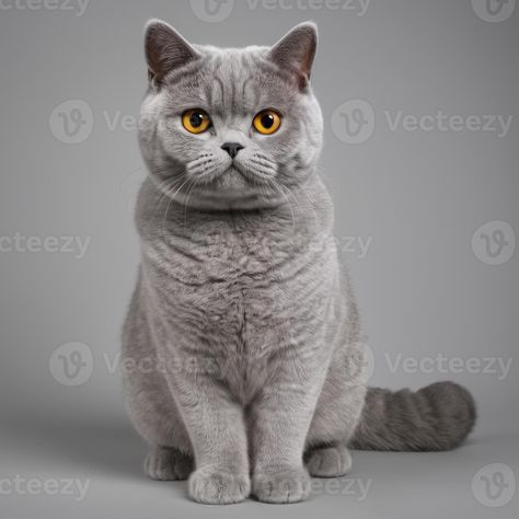 AI generated Full body of a british shorthair cat on plain background Cat Full Body Photo, Full Body Photo, Plain Background, Shorthair Cat, British Shorthair Cats, Plains Background, Tree Saw, Cityscape Photos, British Shorthair