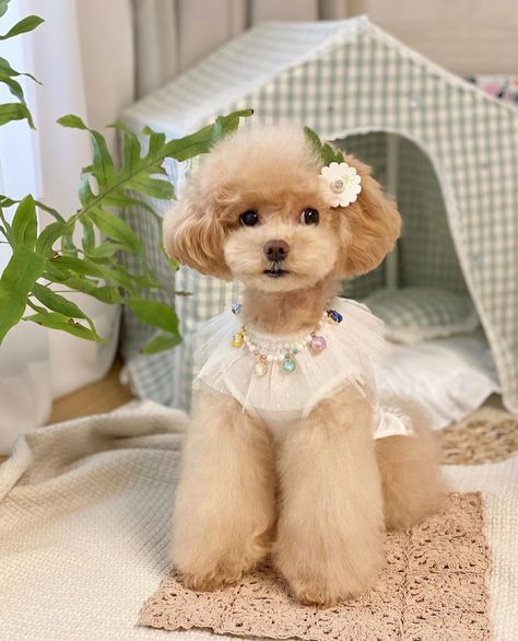 Poodle With Bows In Hair, Maltipoo Haircut Styles, Toy Poodle Haircut Styles, Maltipoo Haircuts, Toy Poodle Haircut, Teddy Bear Poodle, Big Dogs Breeds, Biggest Dog In The World, Biggest Dog