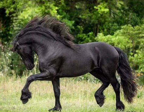 Beautiful Friesian horse.                                                                                                                                                      More Friesian Stallion, Friesian Horses, Rasy Koni, Andalusian Horse, Black Horses, Most Beautiful Horses, Friesian Horse, Horse World, Majestic Horse