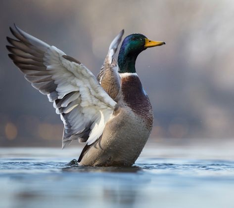 Duck Reference Photo, Duck Reference, Ducks Photography, Ducks In Water, Ducks Mallard, Rouen Duck, Ducks Flying, Duck Photography, Beautiful Paintings Of Nature