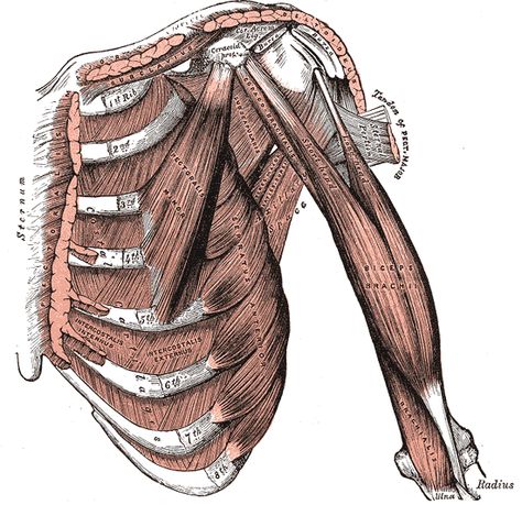 Taylor Lewis: Ribs—The Underdog in Thoracic Mobility - On Target Publications Intercostal Muscle Strain, Upper Cross Syndrome, Rib Pain, Arm Anatomy, Ms Awareness, Muscle Strain, Rotator Cuff, Joints Pain Relief, Muscle Spasms