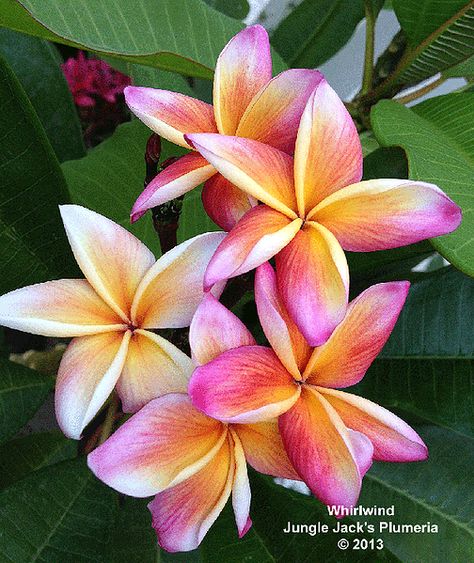 Hawaiin Flowers, Flores Plumeria, Rainforest Flowers, Rainforest Plants, Jungle Mural, Jungle Flowers, Tropical Flower Plants, Draw Flowers, Jungle Art