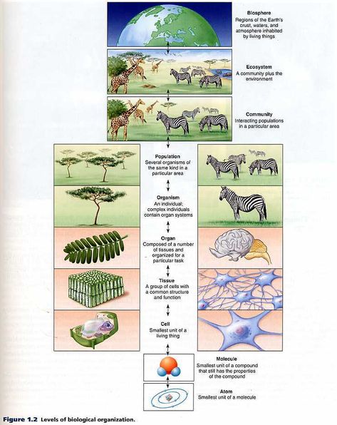 Regular Bio: Life's Levels of Organization Translation Biology, Levels Of Organization In An Organism, Evolution Concept Map, Organisms And Population Notes, Levels Of Organization Biology, Daily Vocabulary Words, Meiosis Activity, Plant Systems Biology, Microbiology Study