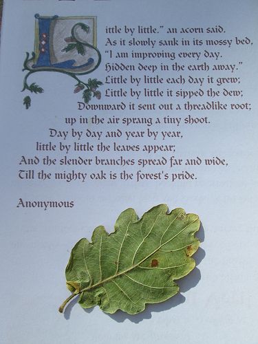 "Little by litte", an acorn said as it slowly sunk in its mossy bed, "I am improving everyday, hidden deep in the earth away", Little by little each day it grew; Little by little it sipped the dew; Downward it sent out a threadlike root; up in the air sprang a tiny shoot. Day by day & year by year, little by little the leaves appear; And the slender branches spread far & wide, Till the mighty oak is the forests pride. Anon Mighty Oaks Quotes, Wise Sayings, Mighty Oaks, Sermon Series, Day By Day, Sink In, The Mighty, Motivational Quote, Wise Quotes