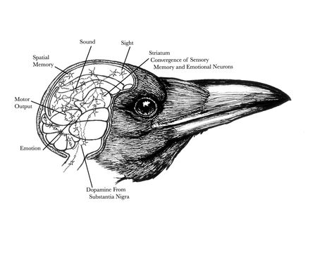 bird brain by Tony Angell Bird Spider, Scientific Drawing, Bird Deterrents, Bird Control, Bird Brain, Crow Bird, Crows Ravens, North Cascades, The Crow