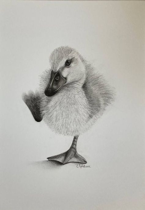 1010 Realistic pencil drawing of a fuzzy duckling standing on one foot, showcasing detailed feather texture and artistic shading. | Sky Rye Design Small Sketchbook, Duck Drawing, Feather Texture, Realistic Pencil Drawings, Different Birds, Drawing Exercises, Artwork Online, Drawing Projects, Animal Sketches