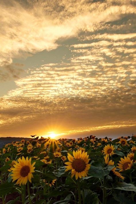 Late Summer Wallpaper, Late Summer Aesthetic, Golden Hour Aesthetic, Pictures Of The Sun, Sunrise Pictures, Beautiful Nature Wallpaper Hd, Sunflower Wallpaper, Pretty Backgrounds, Aesthetic Flowers