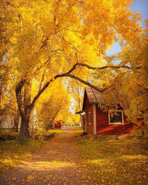 NATURE GEOGRAPHY on Instagram: “Golden getaway 💛 Who would you stay here with? 🍂 Seinäjoki, Finland. 😇 Photos by @jukkarisikko #naturegeography” Waves Sunset, Travel Apps, Wonderful Picture, Autumn Scenery, Travel App, Autumn Beauty, Beautiful Scenery Nature, Alam Yang Indah, Nature Pictures