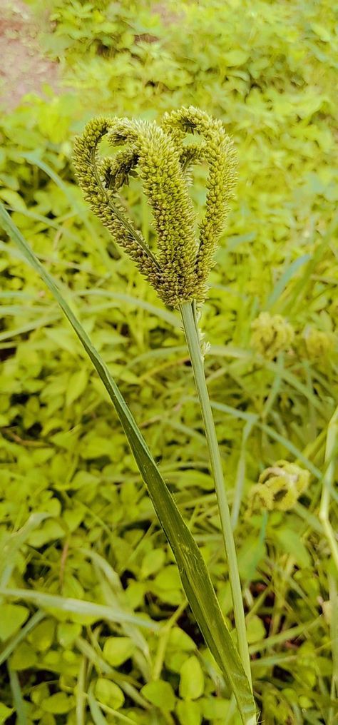 Millet Plant, Finger Millet, Clear Labels, Plant Pictures, Millet, Powerpoint Presentation Templates, Some Pictures, Powerpoint Presentation, Presentation Templates