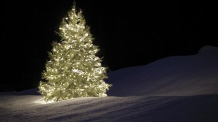 Christmas Tree - Christmas Wallpapers and Images - Desktop Nexus Groups Outdoor Tree Lighting, Christmas Light Installation, Christmas Tree Wallpaper, Hanging Christmas Lights, Christmas Tree Background, Outdoor Christmas Tree, Outdoor Trees, Large Christmas Tree, Real Christmas Tree