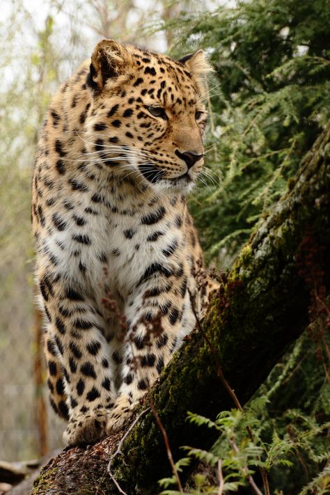 Amur leopard by Andre Promnitz* - indigenous to Asia, smaller than the African Leopard.  No less beautiful though. Small Wild Cats, Amur Leopard, Clouded Leopard, Cat Family, Large Cats, Amazing Animals, African Animals, Leopards, Animal Planet