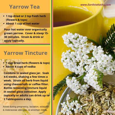 Flower Tea Benefits, Benefits Of Yarrow, Yarrow Tea, Herbal Salve Recipes, Yarrow Plant, Yarrow Flower, Medicinal Herbs Garden, Magickal Herbs, Medical Herbs