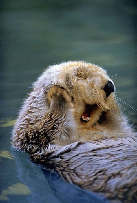 22 Animales que parecen ser extremadamente felices Monterey Ca, Sea Otter, An Animal, Monterey, Floating, California, Water