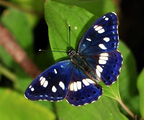 Southern White Admiral Butterfly. | Enchanting Winged Things ... Admiral Butterfly, Gossamer Wings, Moth Caterpillar, Butterfly Species, Flying Flowers, Butterfly Photos, Flying Insects, Beautiful Bugs, Butterfly Pictures