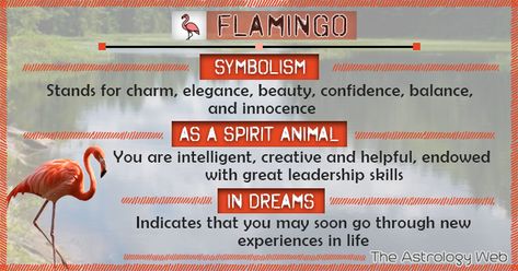 Flamingo Tattoo Meaning, Flamingo Spirit Animal Meaning, Bird Meanings, Humming Bird Symbolism Meaning, Flamingo Devotional, Animals That Symbolize Strength, Animals And What They Symbolize, Flamingo Meaning, Flamingo Symbolism