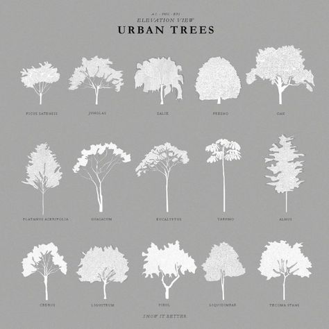 Urban Trees – Show It Better Trees In Elevation, Autocad Trees, Tree Render, Architectural Trees, Trees Top View, Architecture Drawing Presentation, Tree Outline, Urban Tree, Gray Tree