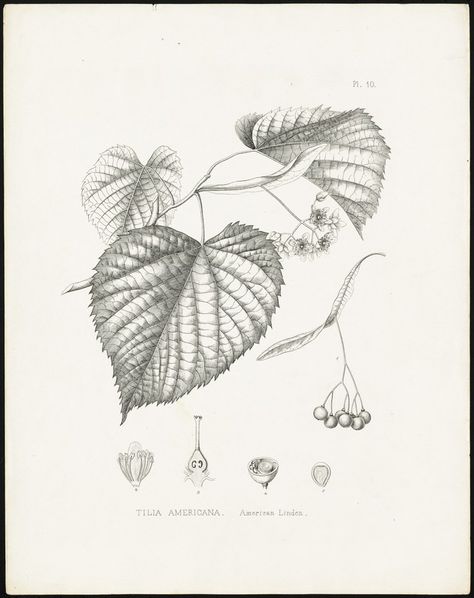 Tilia americana Tilia Americana, Honey Labels, Honey Label Design, Honey Label, Online Library, Historical Society, Label Design, Botanical Prints, Massachusetts