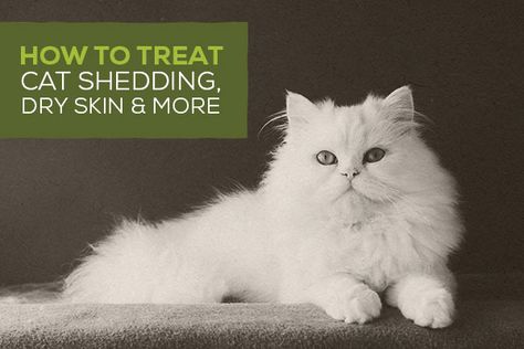 Cat Skin Problems, Cat Vitamins, Severe Dry Skin, Cat Shampoo, Cat Skin, Cat Allergies, Pet Tips, Cat Shedding, Cat Call