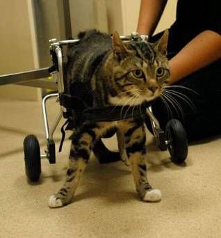 Wheelchair-bound Irish cat gets another Chance thanks to owner’s devotion and intense physiotherapy - Independent.ie Animal Physiotherapy, Physio Therapy, My Career, Wheelchair, A Cat, Vision Board, Career, Animals, Quick Saves