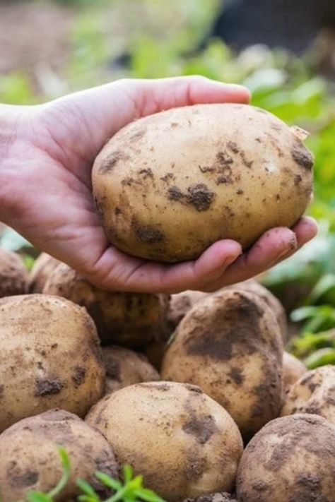 Growing Potatoes In Buckets, Planting Seed Potatoes, Harvest Potatoes, Potatoes In Containers, Planting Seed, Grow Potatoes In Container, Outdoor Garden Design, Container Potatoes, Seed Potatoes