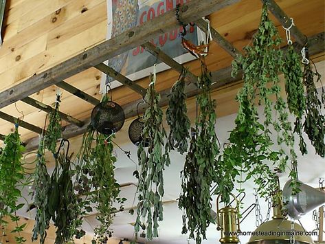 What a wonderful use in the garden :: a herb drying rack  I can have the ladders going across my kitchen above my cabinet edge...fill with herbs, creepy cloth, etc Herb Drying Rack, Old Wooden Ladders, Herb Rack, Herb Drying, Hanging Ladder, Plants Hanging, Hanging Herbs, Old Ladder, Vintage Ladder