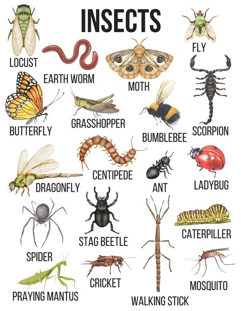 Bring the fun to any play or learning area with this bug poster printable! Bugs Poster, Bug Poster, Bug Pictures, Animal Chart, Insect Identification, Insects Names, Cute Bugs, Insect Unit, Types Of Bugs