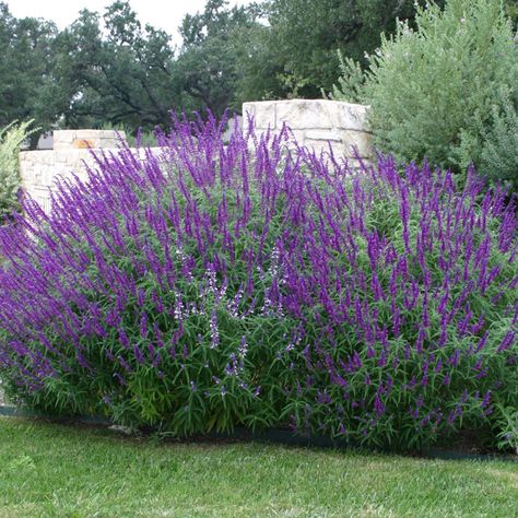 Landscaping Drought Tolerant, Backyard Trees Landscaping, Mexican Bush Sage, Mexican Sage, Drought Tolerant Perennials, Backyard Trees, Landscaping Trees, Drought Tolerant Garden, Privacy Landscaping