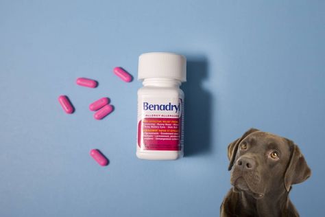 Benadryl For Dogs Dosage Chart, Benadryl For Dogs Dosage, Benadryl For Dogs, Antibiotics For Dogs, Dog Benadryl, Dog Remedies, Medication For Dogs, Dog Weight, Allergy Relief