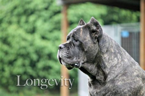 Serafina Cane Corso | Breeders, Puppies, Upcoming Litters Cane Corso Breeders, Cane Corso Non Cropped Ears, Cane Corso Uncropped Ears, Huge Cane Corso, Uncropped Cane Corso, Cane Corso Black Brindle, Cane Corso Dog, Corso Dog, Cane Corso