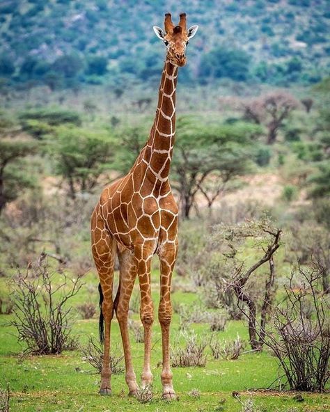 Giraffe Reference, Reduced Inequalities, Grassland Animals, Samburu Kenya, Reticulated Giraffe, Giraffe Photography, North California, Different Types Of Animals, Giraffe Family