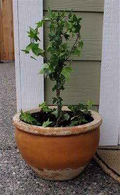 Creative "Try"als: How to Make a Live Ivy Topiary Ivy In Containers, Ivy Topiary Diy, Repotting English Ivy, Angel Vine Topiary, Live Topiary, Ladew Topiary Gardens, Outdoor Topiary, Topiary Diy, Ivy Plants