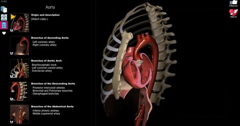 DETAIL   -If the app is not compatible with your device you can still enjoy our PC and Mac version through wwww.AnatomyLearning.com   Pl... Anatomy Apps, Atlas Anatomy, Anatomy App, Anatomy Learning, Abdominal Aorta, Subclavian Artery, 3d Anatomy, Brain Based Learning, Peripheral Nervous System