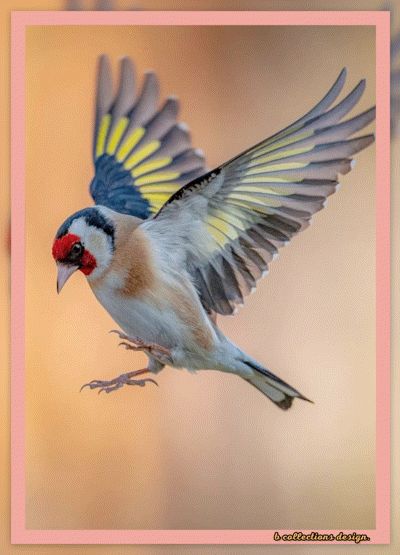 Goldfinch Flying, Finch Photography, Swan Pictures, Finch Bird, Wild Animals Photography, Bird Stencil, Finches, Goldfinch, Bird Pictures