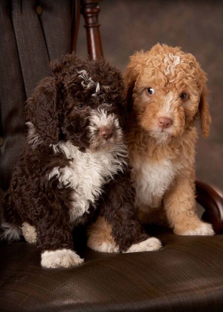 Portuguese Water Dog Puppy, Portugese Water Dogs, Spanish Water Dog, Lagotto Romagnolo, Poodle Puppies, Portuguese Water Dog, Dog Gate, Water Dog, Cute Dogs And Puppies