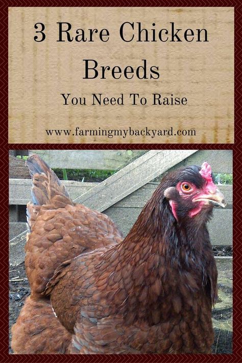 Keeping a backyard flock can help protect heritage and rare chicken breeds. Rare Chicken Breeds, Laying Chickens Breeds, Baby Chicks Raising, Best Egg Laying Chickens, Laying Chickens, Egg Laying Chickens, Types Of Chickens, Homesteading Ideas, Backyard Chicken Farming