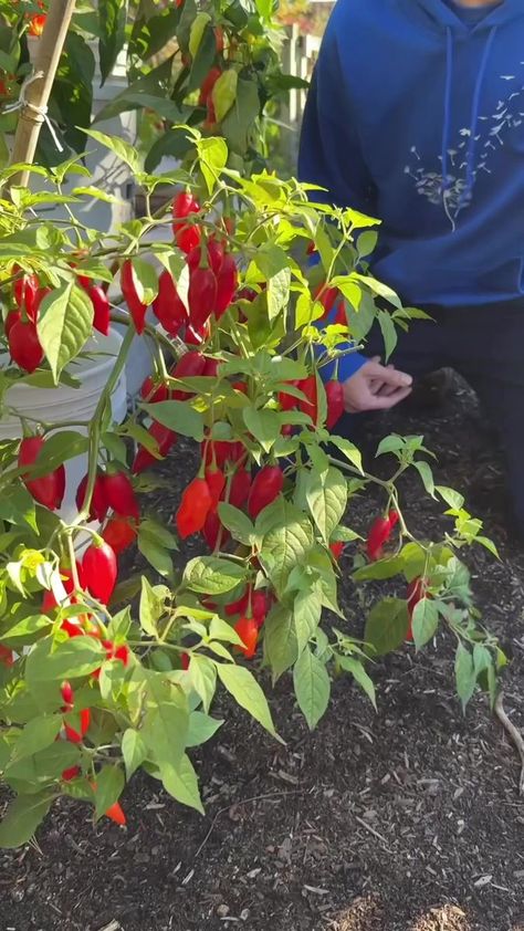 233K views · 7.7K reactions | I Used This Simple Trick to Easily 5x My Pepper Harvest!�Grab This FREE OVERWINTER PEPPER GUIDE and 5x Your Pepper Harvest as Well: LINK IN BIO!#gardening #reels #peppers #regrow #overwinter | The Gardening Channel With James Prigioni | The Gardening Channel With James Prigioni · Original audio James Prigioni, Pepper Harvest, Garden Tips, Simple Tricks, Gardening Tips, Peppers, Link In Bio, Audio, Stuffed Peppers