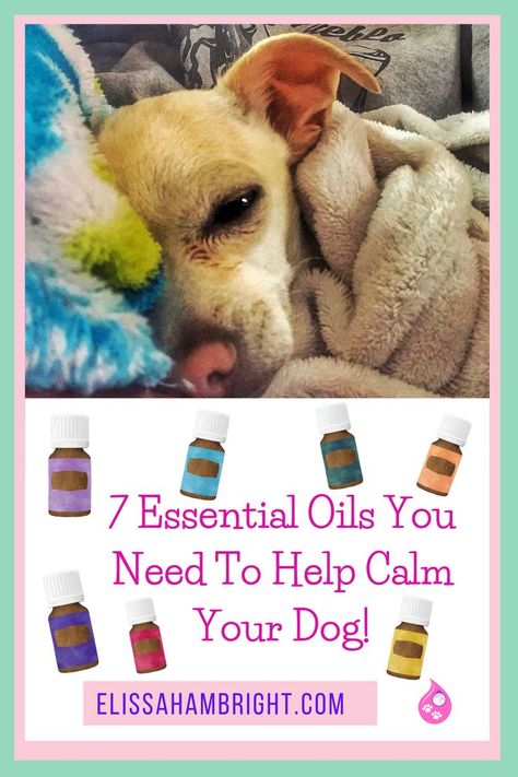 I'm going to give you a list of my top essential oils to use for calming and relaxation.....Why a list? Because every dog is different and responds to essential oils in different ways. One of my Chihuahuas loves Cedarwood, but another one doesn't, so when he's scared, I bust out the Frankincense, which tends to work well for him. Head to the blog to learn more! Essential Oils For Dogs, Essential Oils Dogs, Top Essential Oils, Relaxed Dog, Calming Oils, Calming Essential Oils, Oils For Dogs, Using Essential Oils, Dog Essentials