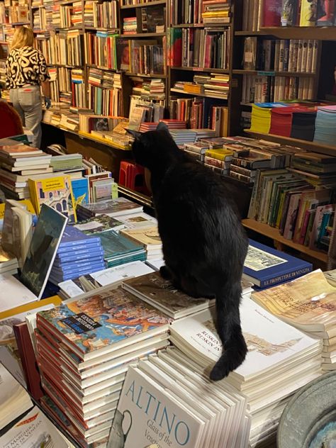 #italy #venice #bookshop #aesthetic #cat #italiansummer Venice Bookshop, Bookshop Aesthetic, Venice Aesthetic, Italy Venice, Aesthetic Cat, Italian Summer, Pinterest Board, Book Aesthetic, Dream Life