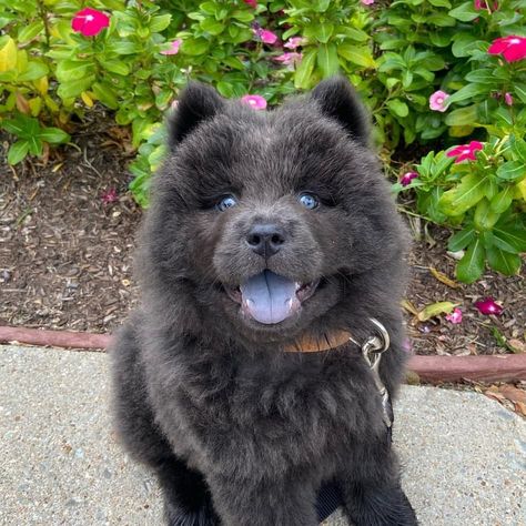 Chowchow Dog, Black Chow Chow, Chow Chow Dog Puppy, Perros Chow Chow, Tibetan Mastiff Dog, Chow Chow Puppy, Miss My Dog, Shar Pei Dog, Chow Chow Dogs