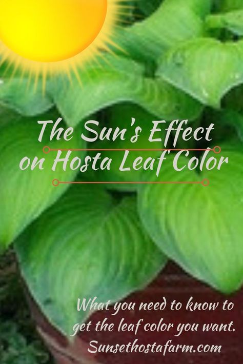 The sun has dramatic effect on hosta leaves.  Read this for what you need to know to get the leaf color you want and expect.  Hosta love fresh from the farm. SunsetHostaFarm.com Hosta Leaves, Shade Garden Design, Shade Gardening, Dachshund Quotes, Plant Tips, Shade Gardens, Hosta Plants, Inside Plants, Shade Perennials