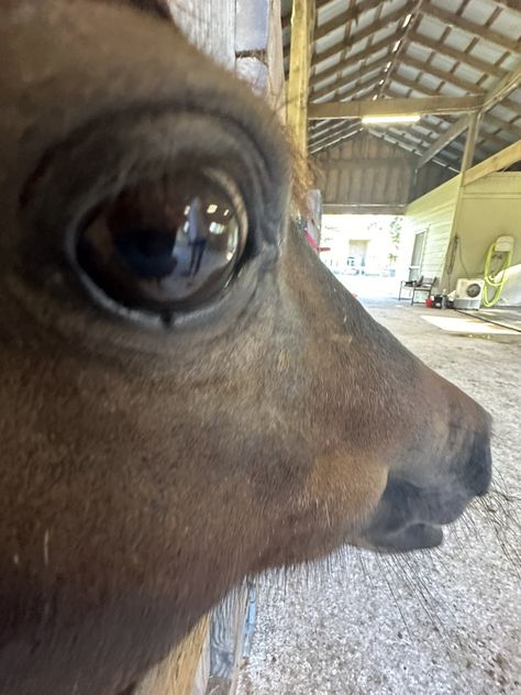 horse (@horseimage) on X Horse Smiling, Bombastic Side Eye, Horse Meme, Eyes Meme, Funny Horse Pictures, Cute Horse Pictures, Funny Horses, Weird Images, Mini Horse