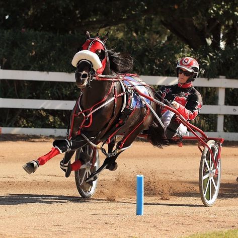 Standardbred Racing, Standardbred Horse, Harness Racing, Sport Of Kings, Cute Horses, Trotter, Horse Racing, The Dragon, Beautiful Horses